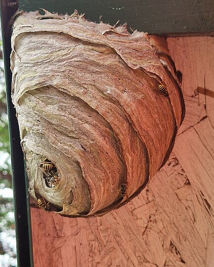 Ein großes, kunstvoll gewebtes Wespennest, das an einer Oberfläche befestigt ist und in dem mehrere Wespen sichtbar sind.