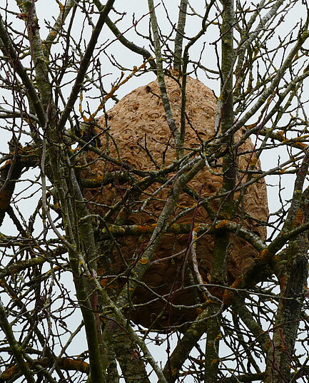 Ein großes, rundes, bräunliches Gebilde inmitten kahler Äste, umgeben von dünnen, blattlosen Zweigen.