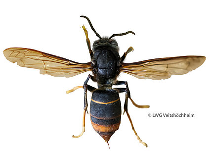 Bild einer asiatischen Wespe in Großaufnahme